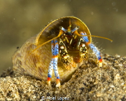 hermit crab, panasonic GH4 ,olympus lens 60mm macro, plus... by Noel Lopez 
